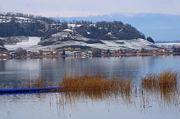 lake murten, Lake Morat, Sveits, innsjø, høyde, siv, landlig, landskap, natur, natur tapet