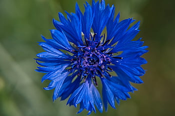 wildflower, cornflower, flower Meadow, nature, blossom, bloom, blue, plant, flora, meadow, spring
