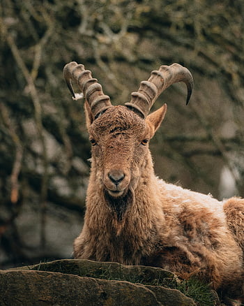 alpský kozorožec, horská koza, relaxační, přirozené prostředí, lesní pozadí, spočívající na skalách, volně žijících živočichů, fotografování zvířat, Rohaté zvíře, klidné scény, fotografování přírody
