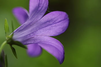 zvonek, campanula, květ, modrý, nachový, Bluebell rodina, modrá fialová, campanulaceae, bokeh