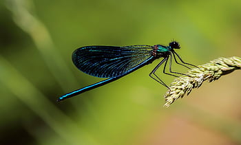 dragonfly, insect, macro, wings, dragonfly Wings, winged Insect, odonata, anisoptera, entomology, fauna, nature