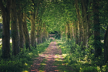 avenue, cesta, Příroda, Procházka, stromy, les, krajina, nálada, strom lemované avenue, túra, lesní cesta