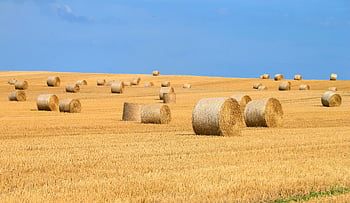kulatý balíč, kulaté balíky sena, sklizené pole pšenice, jasné modré nebe, pohled, zemědělské oblasti, venkovské krajiny, farmě scény, balíky slámy, krajina, Letní sklizeň