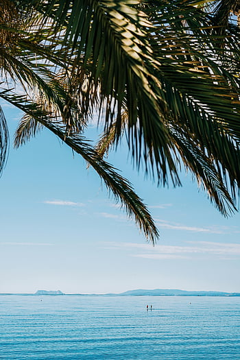 costa del sol, marbella Španělsko, palmové listy, pobřeží, jasné modré nebe, pohled na oceán, tropické pláže, Letní cíl, pobřežní scenérie, Španělsko