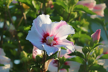 květ, okvětní lístky, ibišek, listy, hibiscus syriacus, květinové tapety, ibišek marina, exotický, krásné květiny, zahrada, květinové pozadí