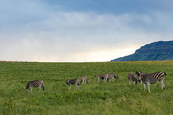 zebras grazing, green grass field, herd of zebras, lush grassland, hills, cloudy sky, wildlife photography, African savanna, natural habitat, animal behavior, landscape photography