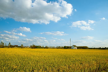 rýže, pole, rýžové pole, pěstování rýže, plodin, orná půda, zemědělství, hospodařit, pěstování, Příroda, krajina