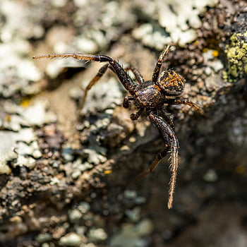 insect, orb Weaver, spider, orb Weaver Spider, web, scary, arachnid, cobweb, danger, spiderweb, fear