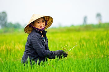 farmer, agriculture, vietnam, nature, countryside, field, farming, rural, landscape, farm, cow