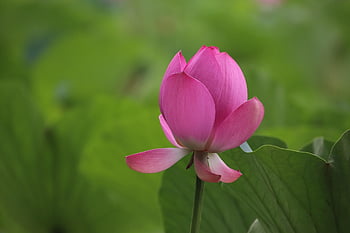 lotus, květ, rostlina, květinové tapety, okvětní lístky, leknín, krásné květiny, kvetoucí, vodní rostliny, flóra, rybník