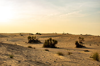 poušť, písečné duny, písek, suchý, duny, krajina, sahara, horký, Příroda, duna, dobrodružství
