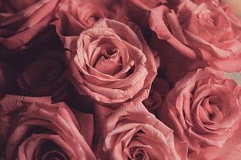 pembe güller, yakın çekim manzara, Güzel düzenlenmiş, Romantik Durumlar, buket, Çiçek aranjmanı, yumuşak pembe, çiçek buketi, romantik çiçekler, gül buketi, Romantik Hediye