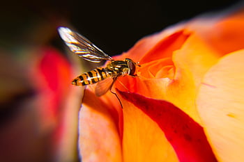 biology, fly, beautiful Wallpaper, beautiful Flowers, animal, closeup, rose Flower, wasp, nature, orange, Wallpaper 1920x1080