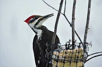 pileated datel, posazený, zíral, podavač, lůj, datel, pileated, pták, červená hlava, peří, dlouho