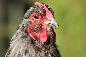 chicken, hen, poultry, animal, farm Animal, outdoors, free Range, agriculture, nature, bird, comb