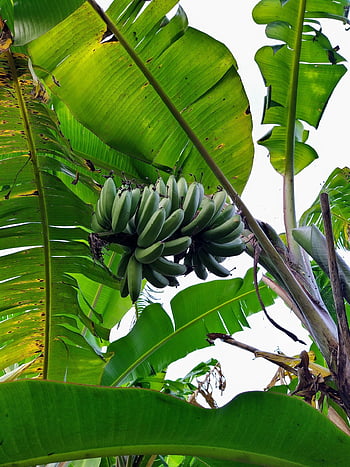 banana Tree, banana, results, garden Plants