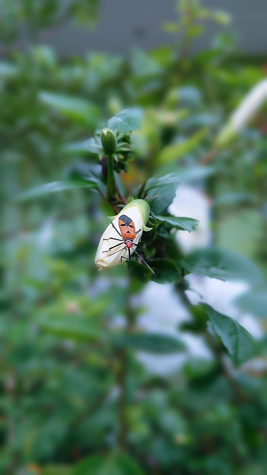 flowers, bug, flora, green, insect, nature, photography, blur