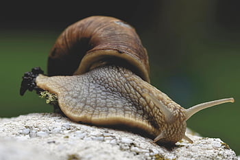snail, sleeve, mollusc, probe, to Crawl, slow, shell, animal, nature, close Up, the World Of Animals