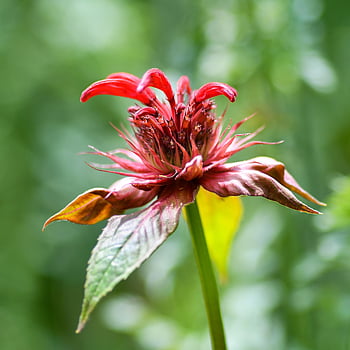 Scarlet Beebalm, květ, rostlina, karmínový beebalm, šarlatový monarda, Oswego čaj, bergamot, monarda didyma, červená květina, flóra, Příroda