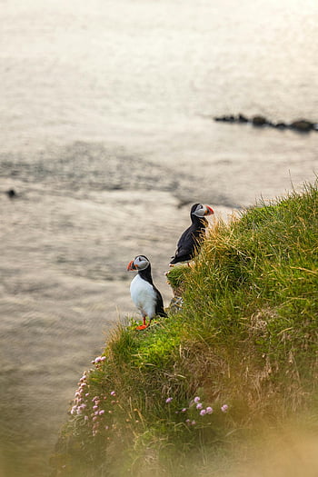 atlantické puffiny, mořského pobřeží, travnatý útes, reykjavik, Island, volně žijících živočichů, Příroda, mořských ptáků, pobřežních ptáků, Puffinovy ​​stanoviště, přírodní scenérie
