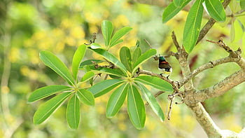 kerala, nature, india, beautiful Nature, sunbird, purple-rumped Sunbird, bird, wildlife, animal, nature Background, outdoors