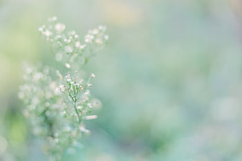 soft, flower, background, nature, green, backdrop, floral, wallpaper, plants, texture, defocus