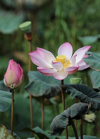 květiny, krásné květiny, lotus, botanika, květ, květinové pozadí, květinové tapety, okvětní lístky, růst, makro, Příroda