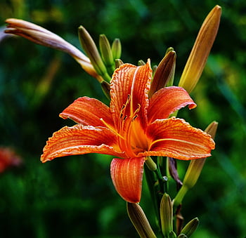 daylily, flower, plant, petals, bloom, blossom, nature, wildlife, closeup, flora, summer