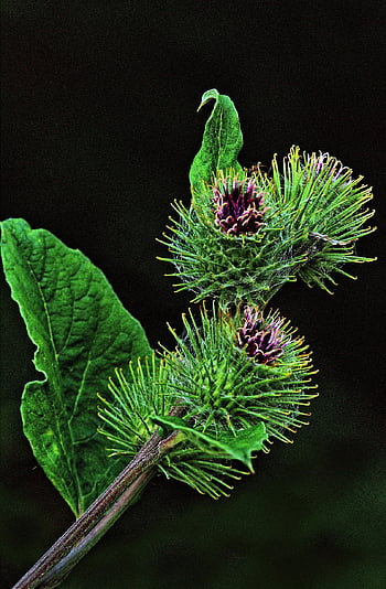 burdock, burdock Root, flower Wallpaper, arctium, flower, petals, blossom, bloom, beautiful Flowers, plant, spur
