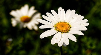 daisy, flower, marguerite, white Flower, petals, white Petals, blossom, bloom, plant, flora, nature