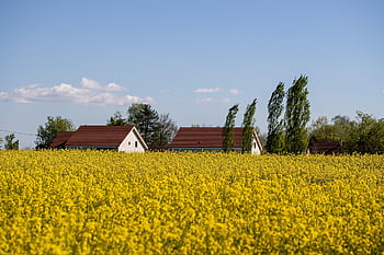 rzepak, pole rzepaku, żółte kwiaty, Natura, rolnictwo, krajobraz