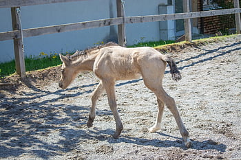 foal, mare, cub, baby Animal, horse, pony, animal, coupling, small, horse Breeding, nature