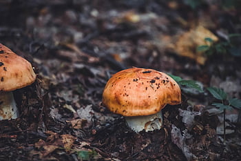 russula Aurea, gilded Brittlegill, mushroom, plant, nature, forest, edible Mushroom