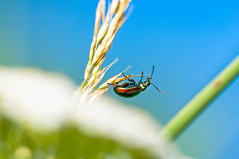 Rosenkäfer, Insekt, Käfer, Pflanze, Natur, Tier, Nahansicht