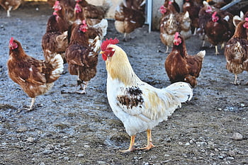 faucet, gockel, chicken, hen, poultry, rump, free Range, farm Animal, bird, comb, beak