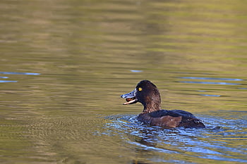 canard capitonné, Lac, le coucher du soleil, printemps, parc, la nature, faune, oiseau d'eau, sauvagine, animal
