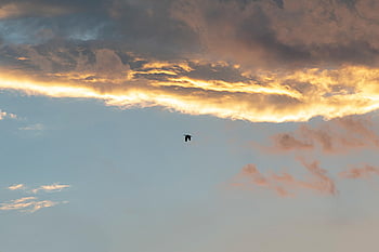 sky, light, clouds, bird, lonely Flight, late Afternoon, city, brazil