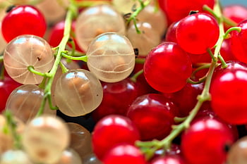 rybíz, bobule, ovoce, bílý rybíz, červený rybíz, jídlo, sklizeň, vitamíny, zralý, zdravý, bio