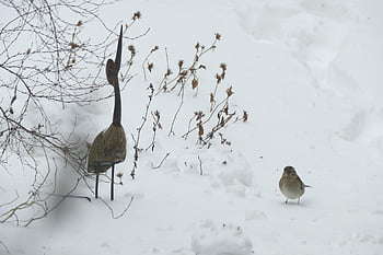 bird, snow, check, fringilla Coelebs, female, nature, winter, to Carry Out, fauna