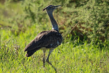 kori Bustard, bird, animal, feathers, plumage, beak, bill, bird Watching, ornithology, animal World, nature
