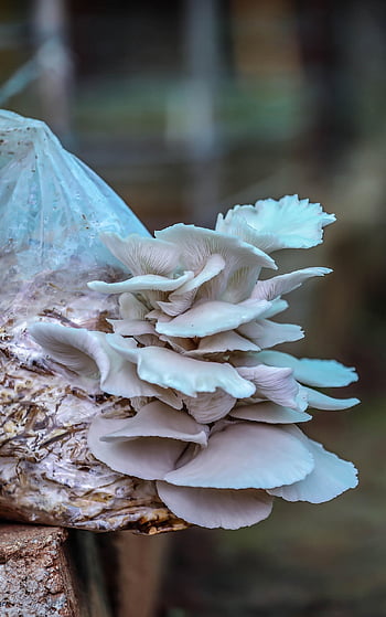 mushroom, vegetables, hub, farm, agriculture, winter, mashroom