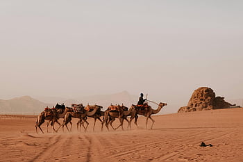 camels, Wadi Rum Valley, Jordan, desert, sandy, caravan, baggage, warm sun, landscape, Middle East, travel