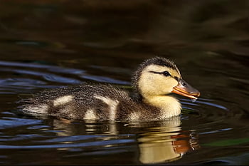 duckling, bird, waterfowl, nature, water Bird, animal, feathers, beak, bill, ave, avian