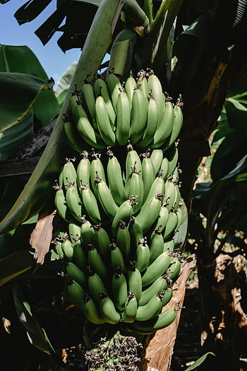 green banana fruit, banana tree, Madeira Portugal, close-up bananas, green bananas, banana bunch, tropical fruit, banana plant, banana leaves, banana plantation, banana harvest