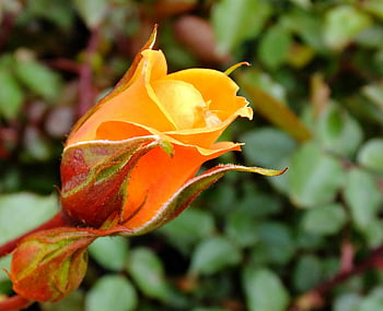 Oransje roseknopp, nærbilde fotografering, levende oransje, rose bud, frodig grønn løvverk, bakgrunn, blomsterfotografi, naturfotografering, hage fotografering, blomsterfotografering, oransje blomst