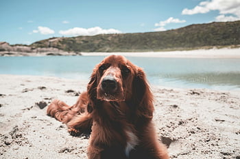 irský setr, roztomilý pes, písečná pláž, klidné jezero, klidné scény, Lounging Pes, plážové scény, pet fotografování, venkovní pes, přírodní pozadí, červený pes