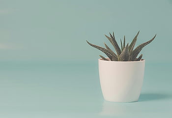 zelená rostlina hada, bílý keramický hrnec, sukulentní rostlina, bílý hrnec, měkké modré pozadí, detail, vnitřní zařízení, minimalistický dekor, domovní dekorace, fotografování rostlin, zeleň