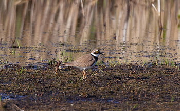 malý kroužek plover, kulík, Příroda, vodní pták, brodivý pták, pták, zvíře, přírodní, krajina, voda, pobřeží
