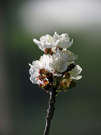 flowers, nature, cherry, flower Background, flower Wallpaper, beautiful Flowers, branch, flowering, spring