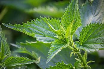 stinging Nettle, nettle, plant, burn, nature, botany, herb, medicinal Herb, medicinal Plant, naturopathy, herbal Medicine
